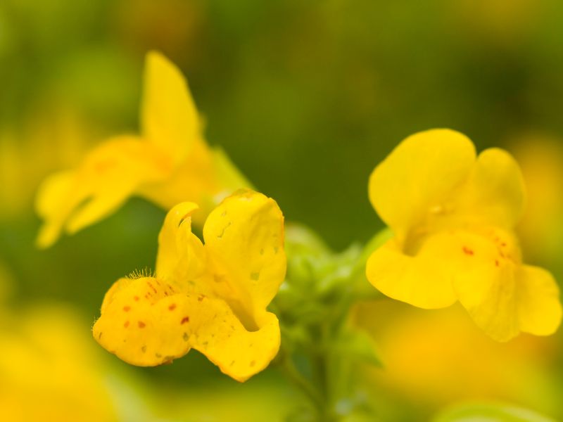 情緒平衡的關鍵：巴哈花精的魔力 – 用自然療法為情緒帶來平衡和療癒