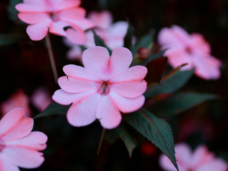 花朵的智慧：深入探索巴哈花精的精髓 – 開啟自然療法的奇妙之旅